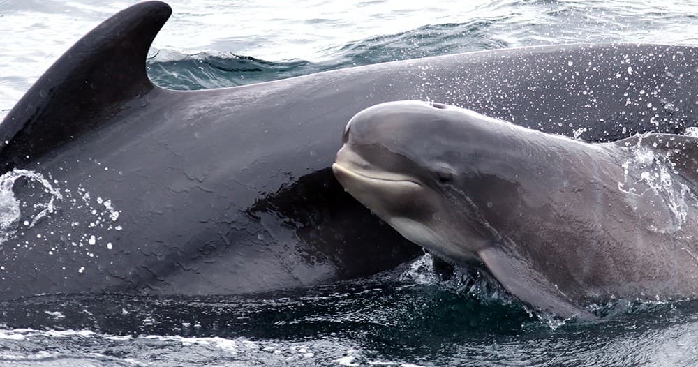 Marine Wildlife & Whale Watching with Capt. Mark in Cape Breton