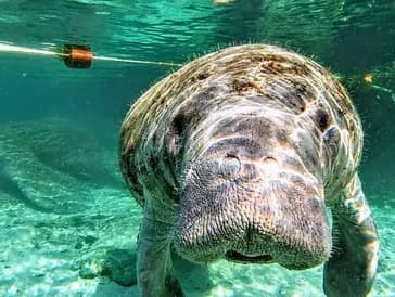 Silver Springs Kayaking with AWA Kayak Tours LLC in Florida
