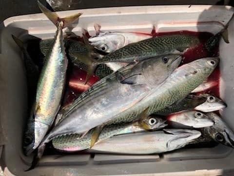 Cooler full of mackerel and mixed catches from an offshore fishing trip