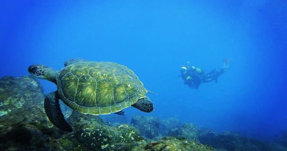 Sea turtle gliding near coral with scuba divers in clear blue ocean