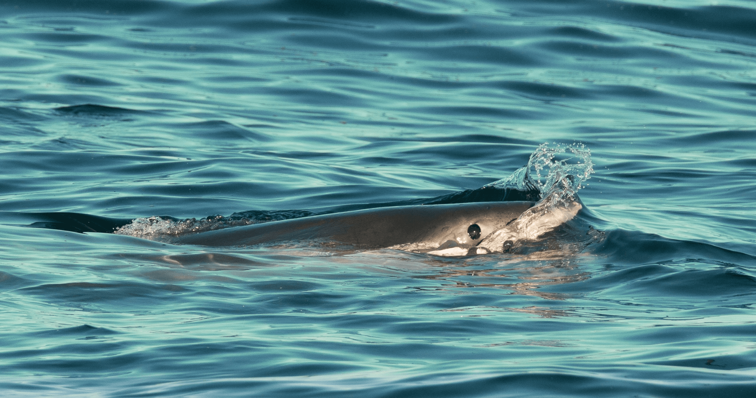 Great White Sharks Topside Adventure in Monterey Bay