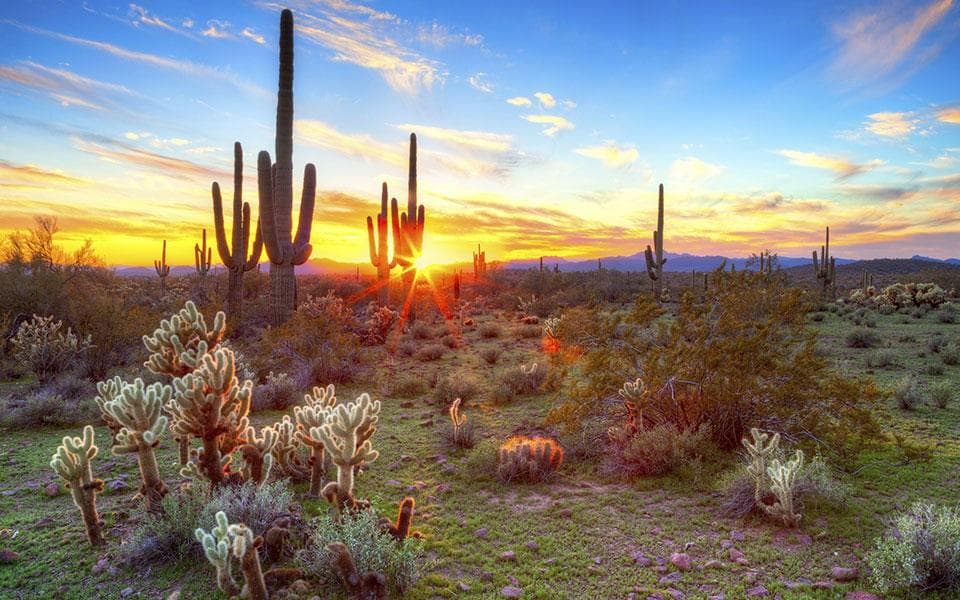 Saguaro cactus desert sunset panorama with open sky