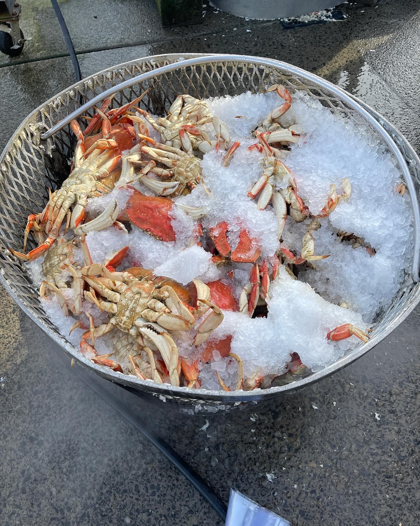 Crabbing Adventures in Hammond, Oregon: Catch Dungeness Crabs at Hammond Marina