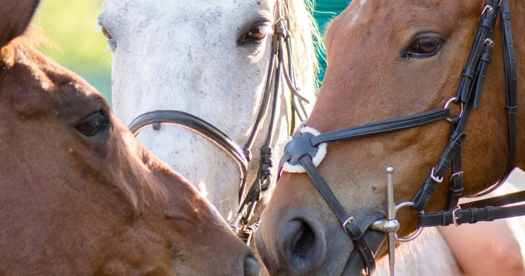 Horseback Riding & Farm Tours in Évora