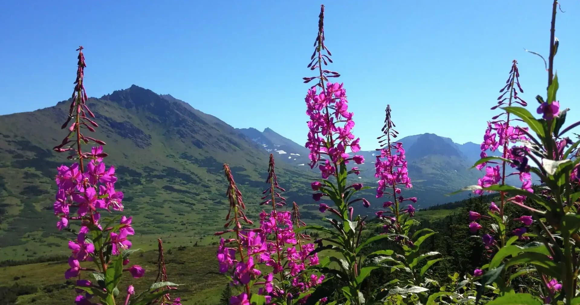 Seward to Anchorage Scenic Transfer and Alaska Wildlife Conservation Center Tour