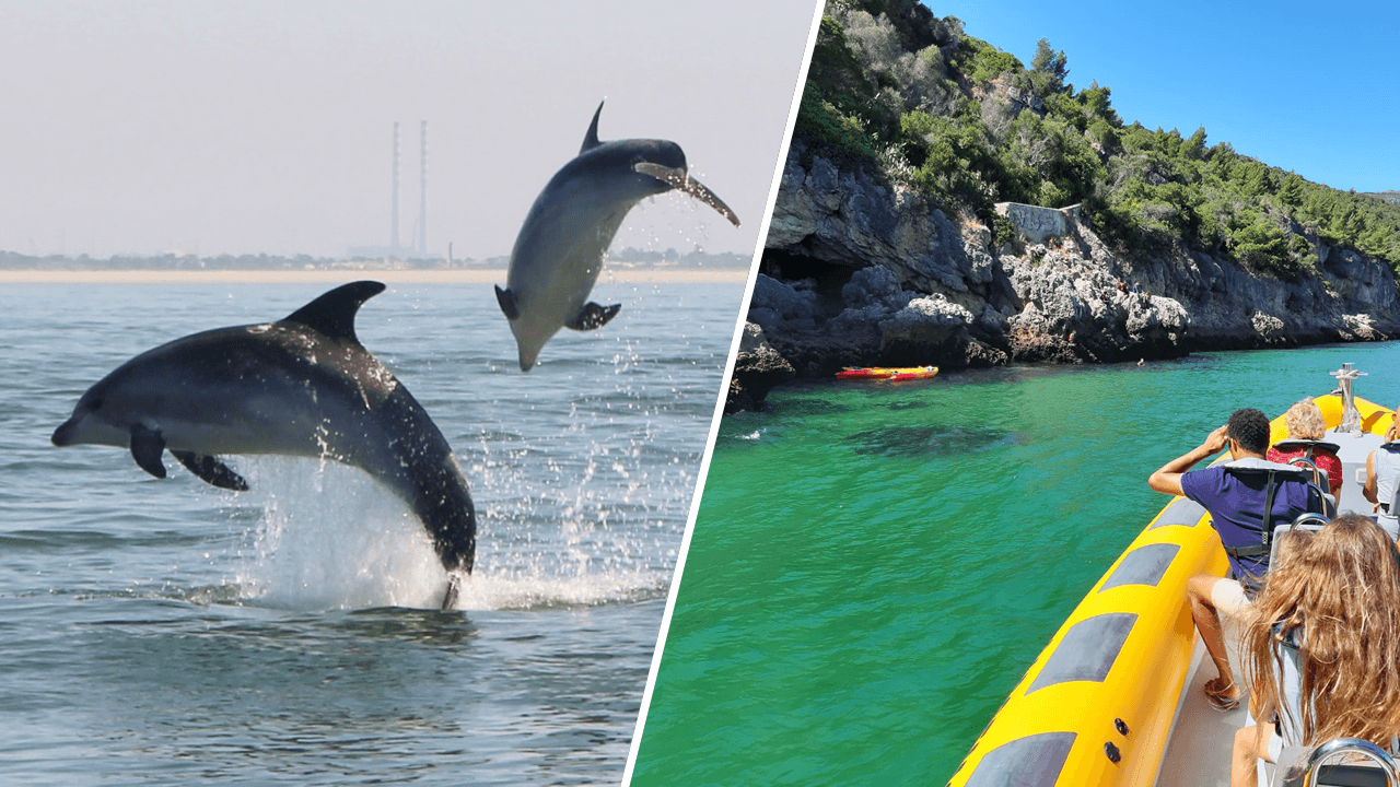 Dolphin-watching boat tour in coastal turquoise bay, dolphins jumping