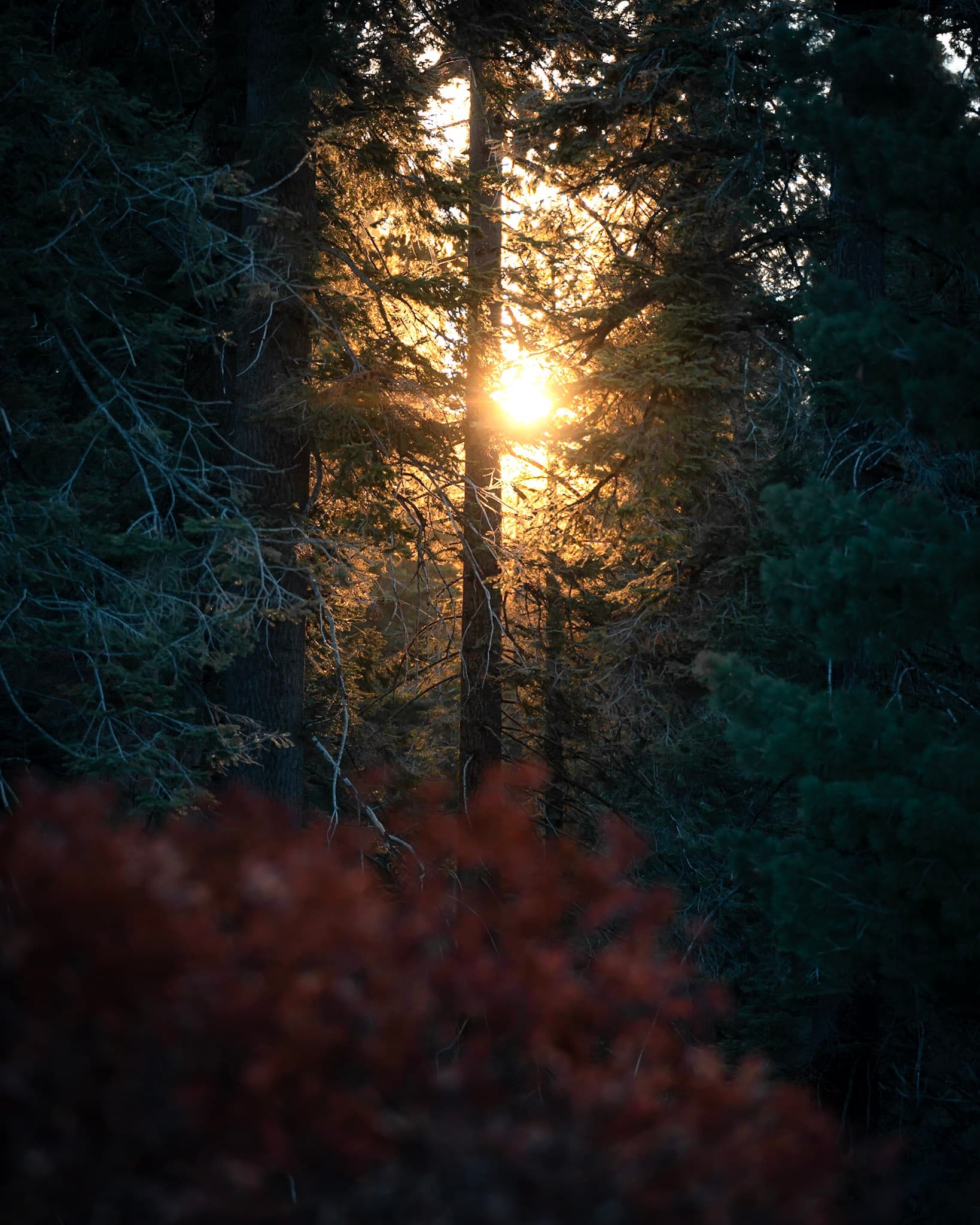 Sunset Among Giants: Sequoia Guided Hike in the Giant Forest photo 2