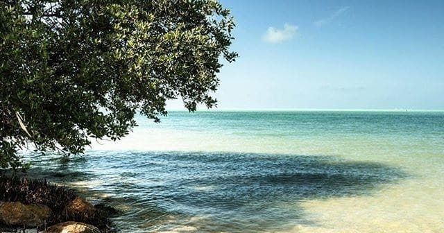 Tropical shoreline with tree and turquoise water at midday
