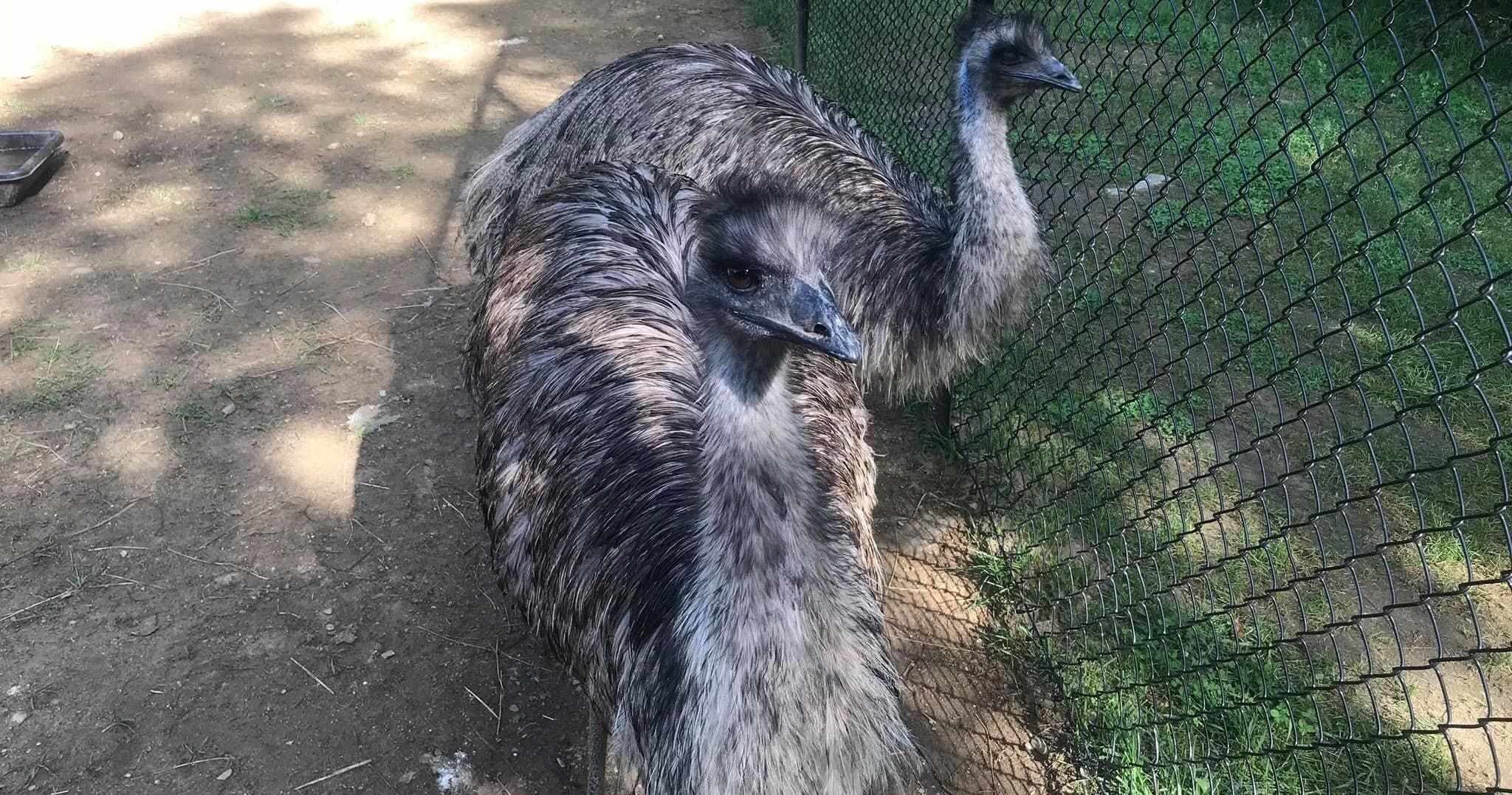 Exclusive 2-Hour Private Tour at Bolton’s Rescue Zoo: Up Close with Exotic Wildlife
