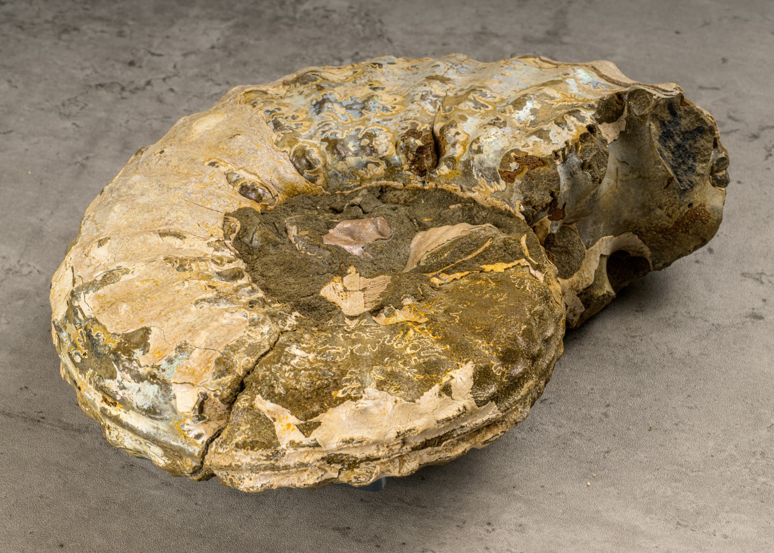 Handle Jurassic Fossils in Broadway: Fossil Workshop with Olly Peacop photo 4