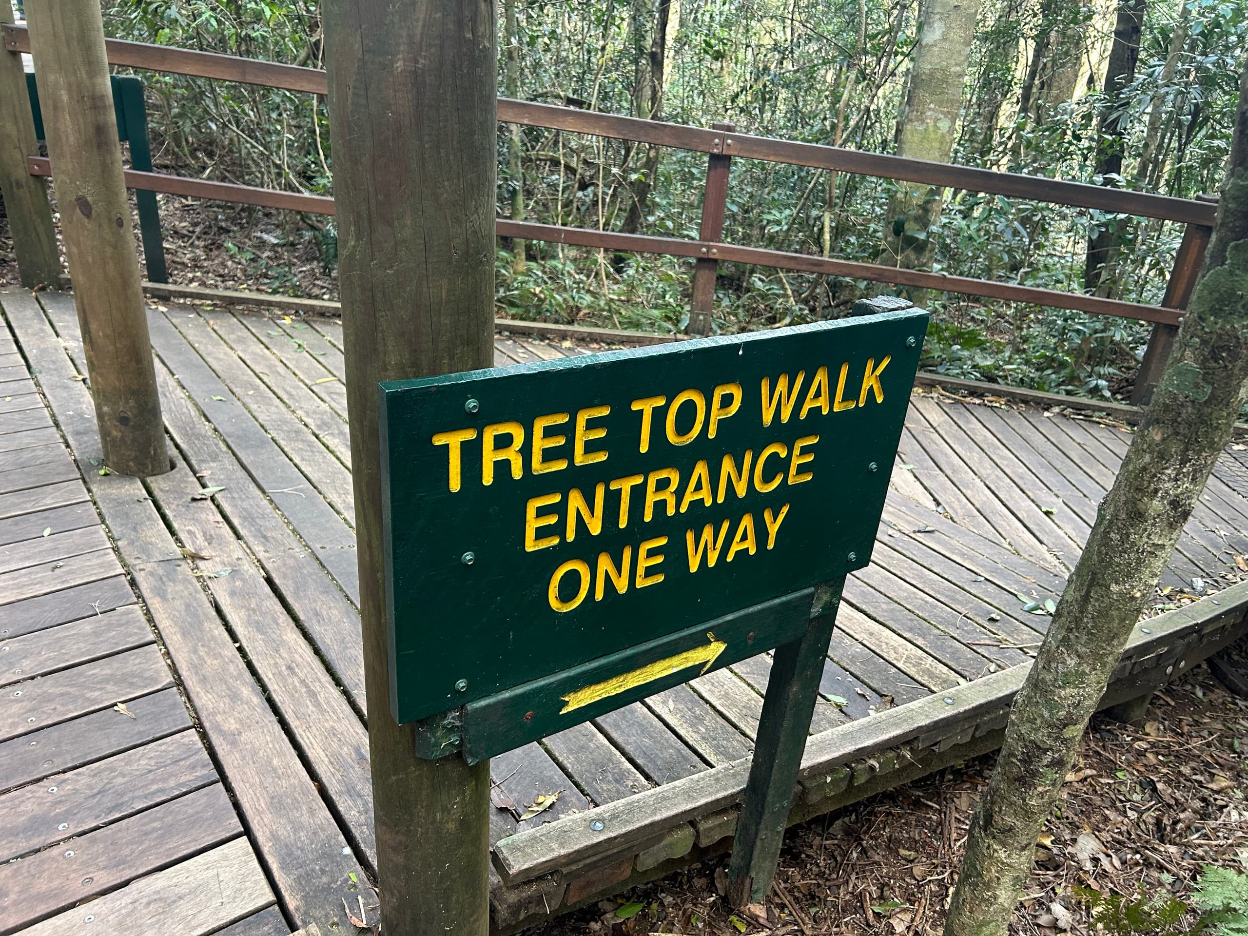 O'Reilly's & Lamington National Park Day Tour: Gold Coast Rainforest, Waterfalls & Alpacas photo 2