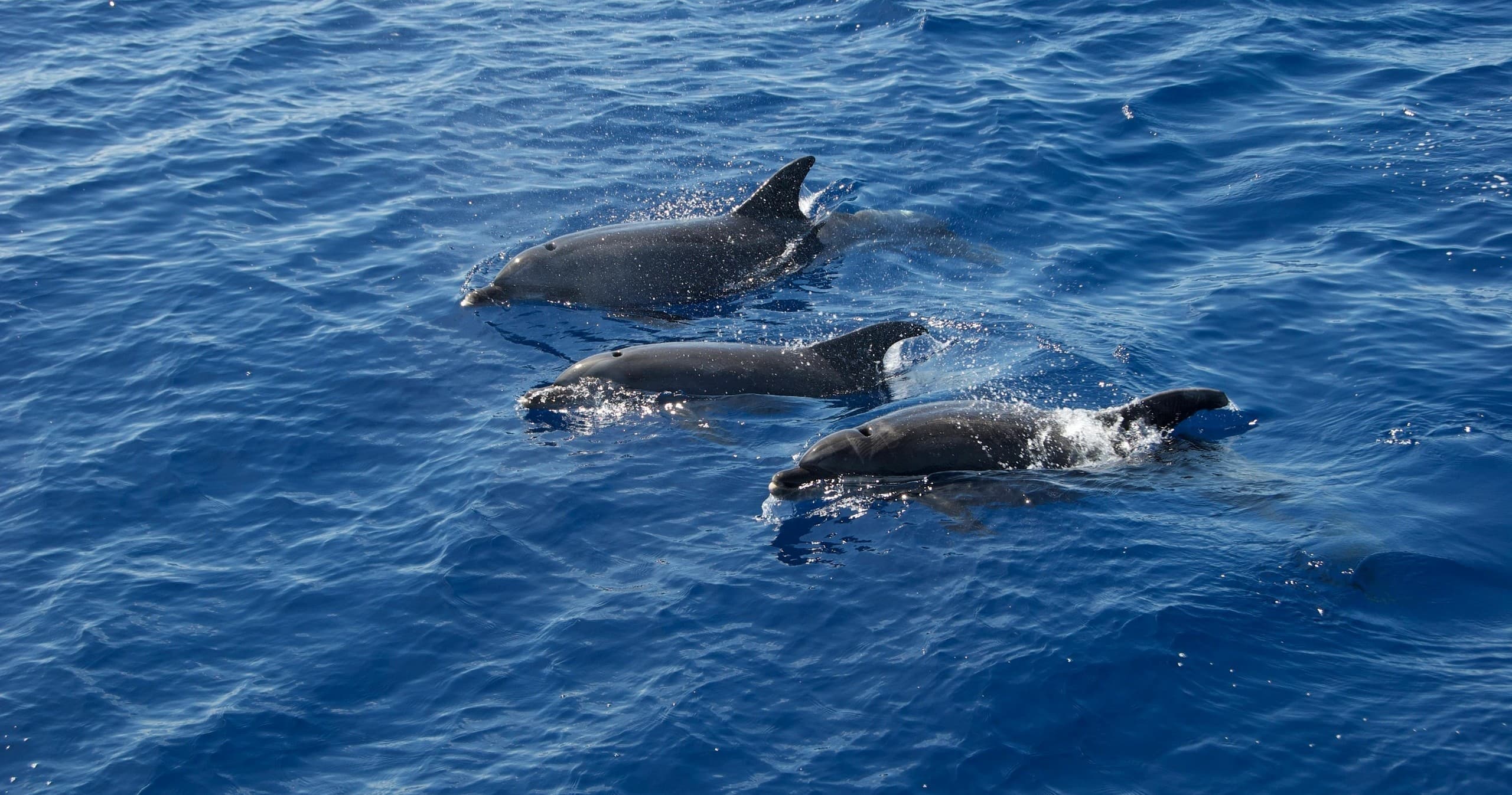 Penzance Wildlife-Watching Boat Trip: Dolphins, Seals & Minack Theatre Views