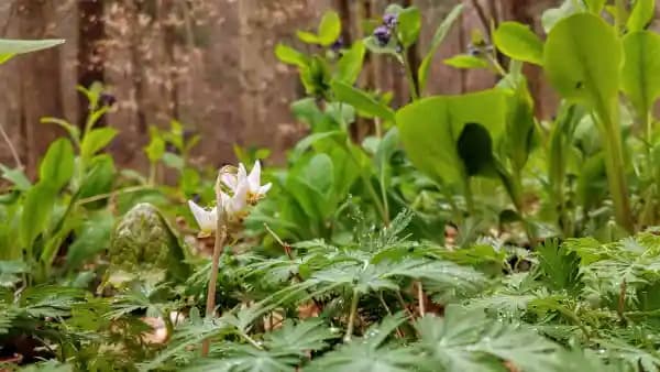 Spring Ephemerals at Bowman's Hill Wildflower Preserve — Knowing Native Plants