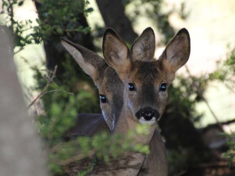 Wildlife & Zoo Tour at Fundació Zoo del Pirineu