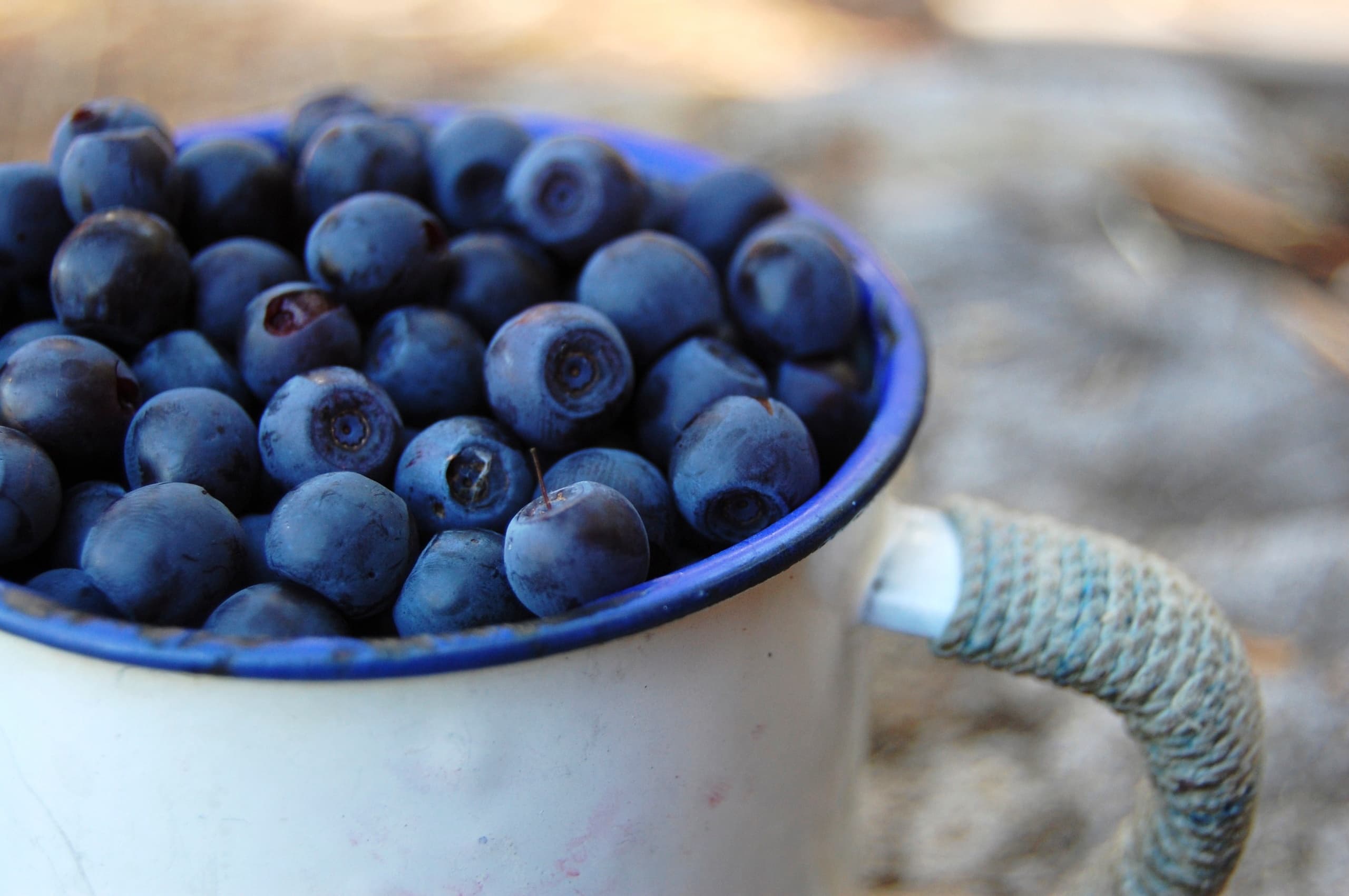Wild Berry Picking in Lapland with Kakslauttanen