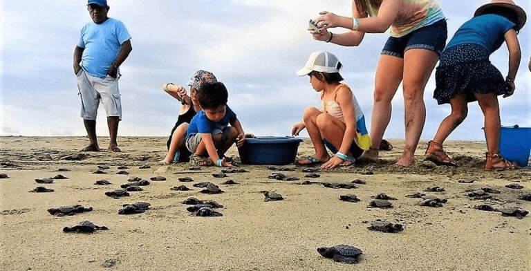 Wildlife & Nature Adventure at Playa Escobilla with WestCoast Huatulco DMC