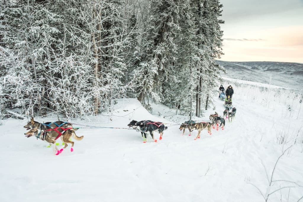 Day Mushing Adventures with Black Spruce Dog Sledding in Fairbanks