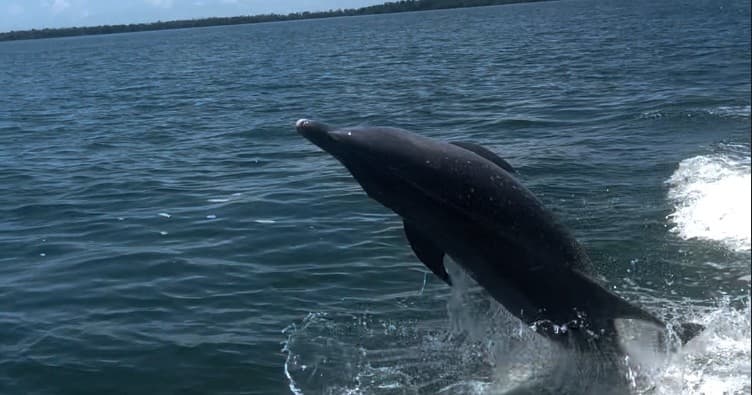 Bottlenose dolphin breaching near charter boat on open ocean