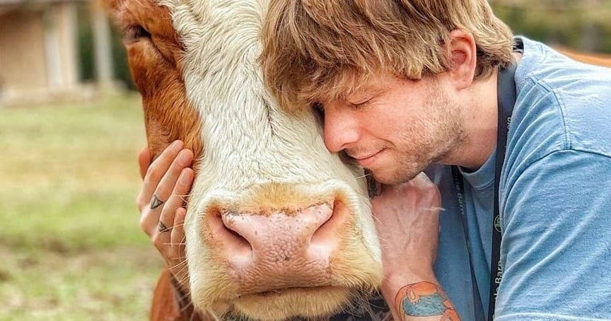 Cow Hug Therapy in Santa Clarita, California