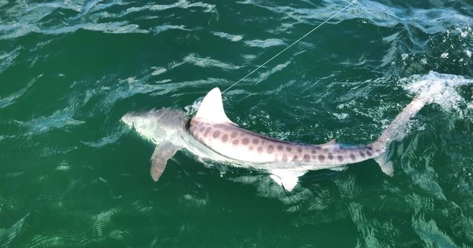 Nearshore Fishing & Shelling with Six Chuter Charters