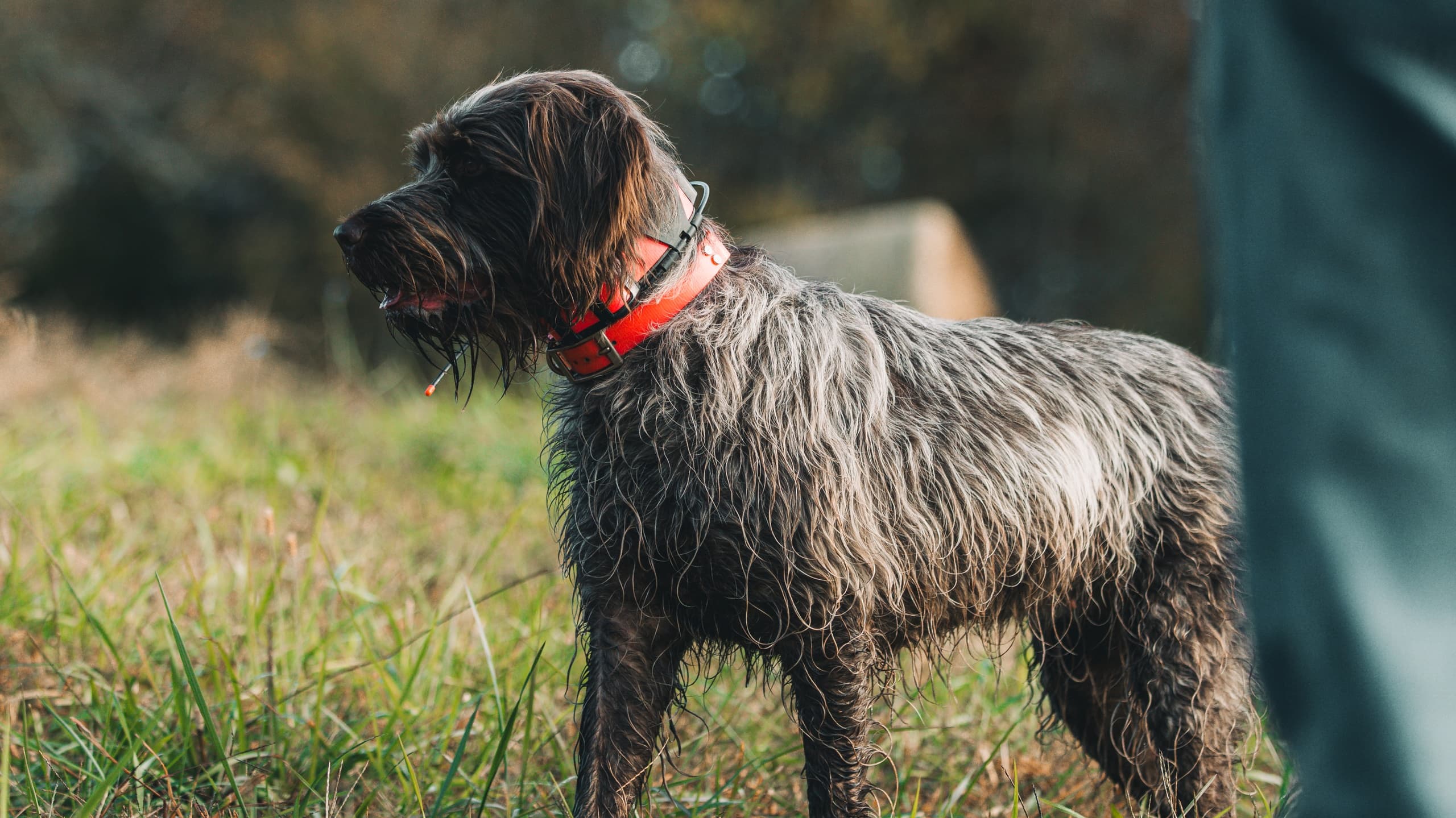 Flush and Flight: Intermediate Upland Hunts with Trained Birddogs near Jefferson City, TN