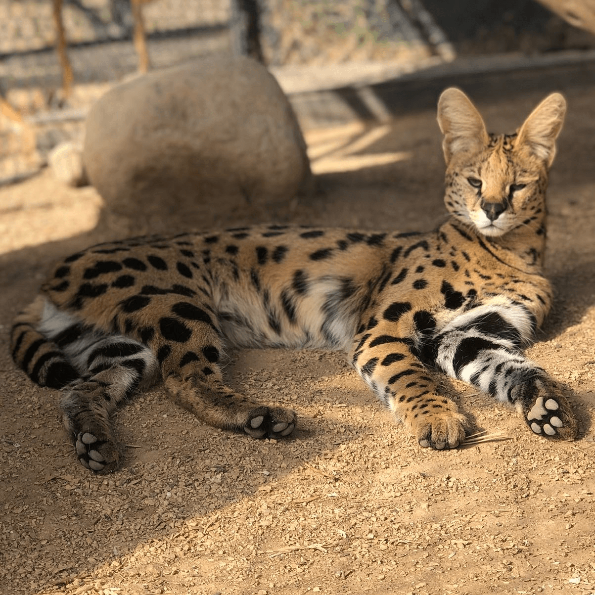 Serval cat lounging in shaded enclosure showcasing wild cat