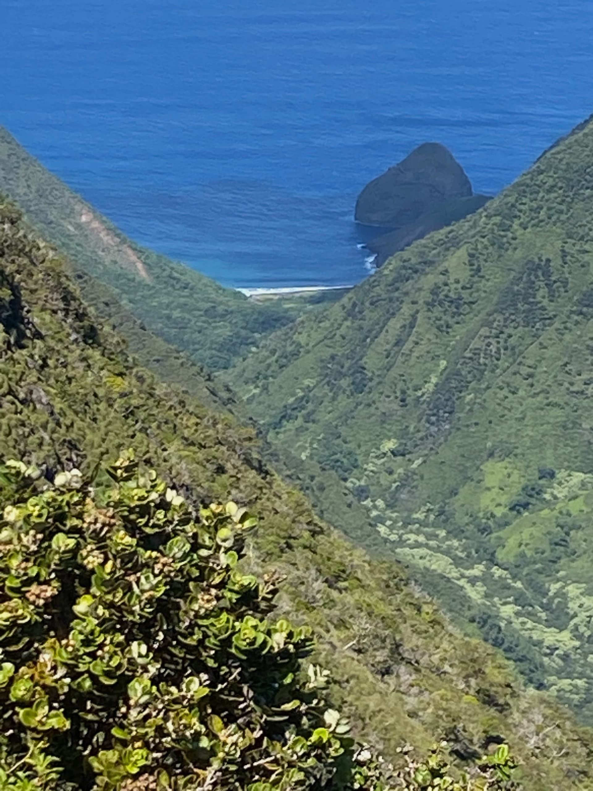Explore Molokai’s Untamed Rainforest: A 4WD Adventure and Cultural Experience