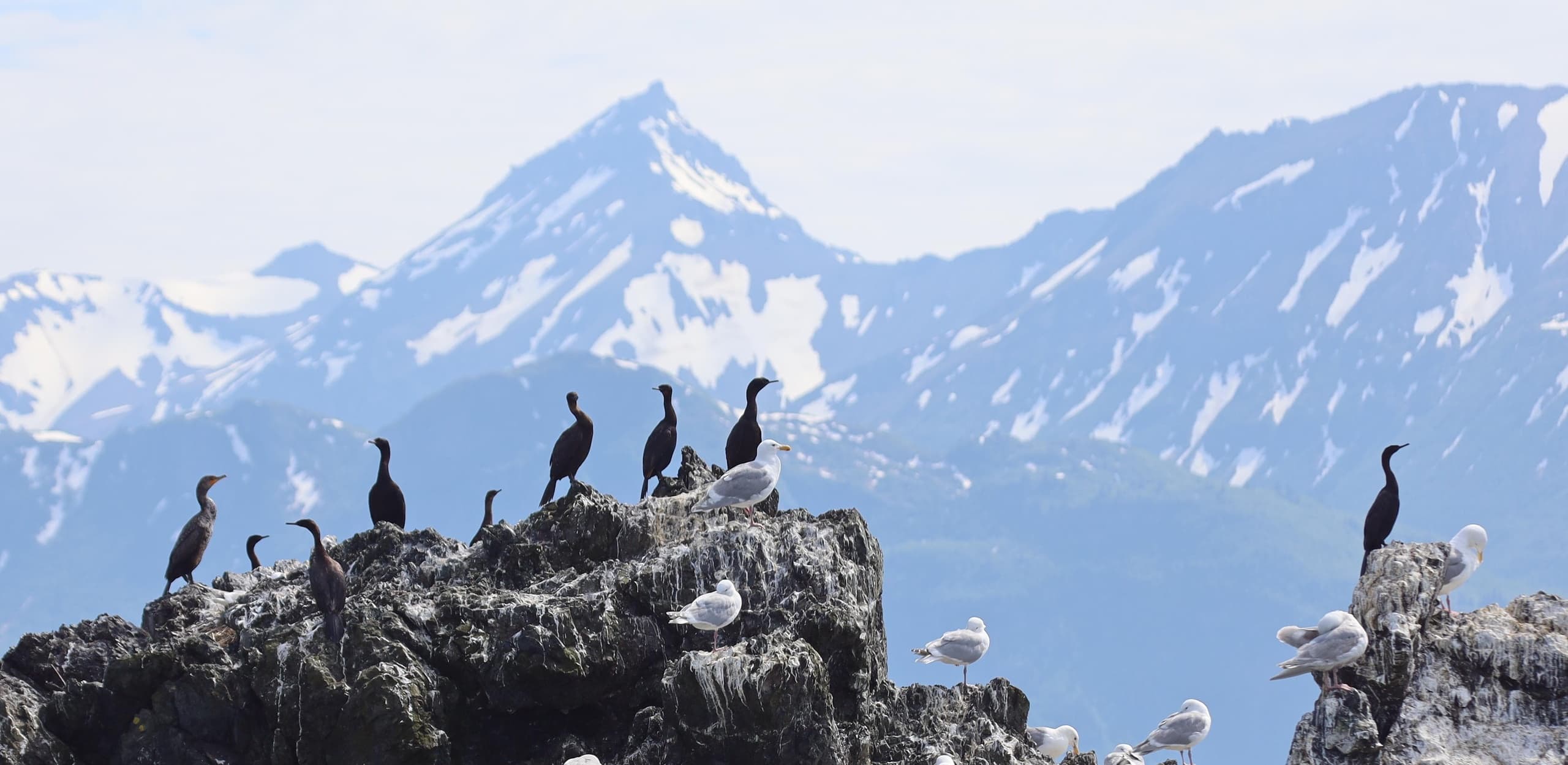 Seabirds perched on coastal rocks with snowcapped Alaskan mountains