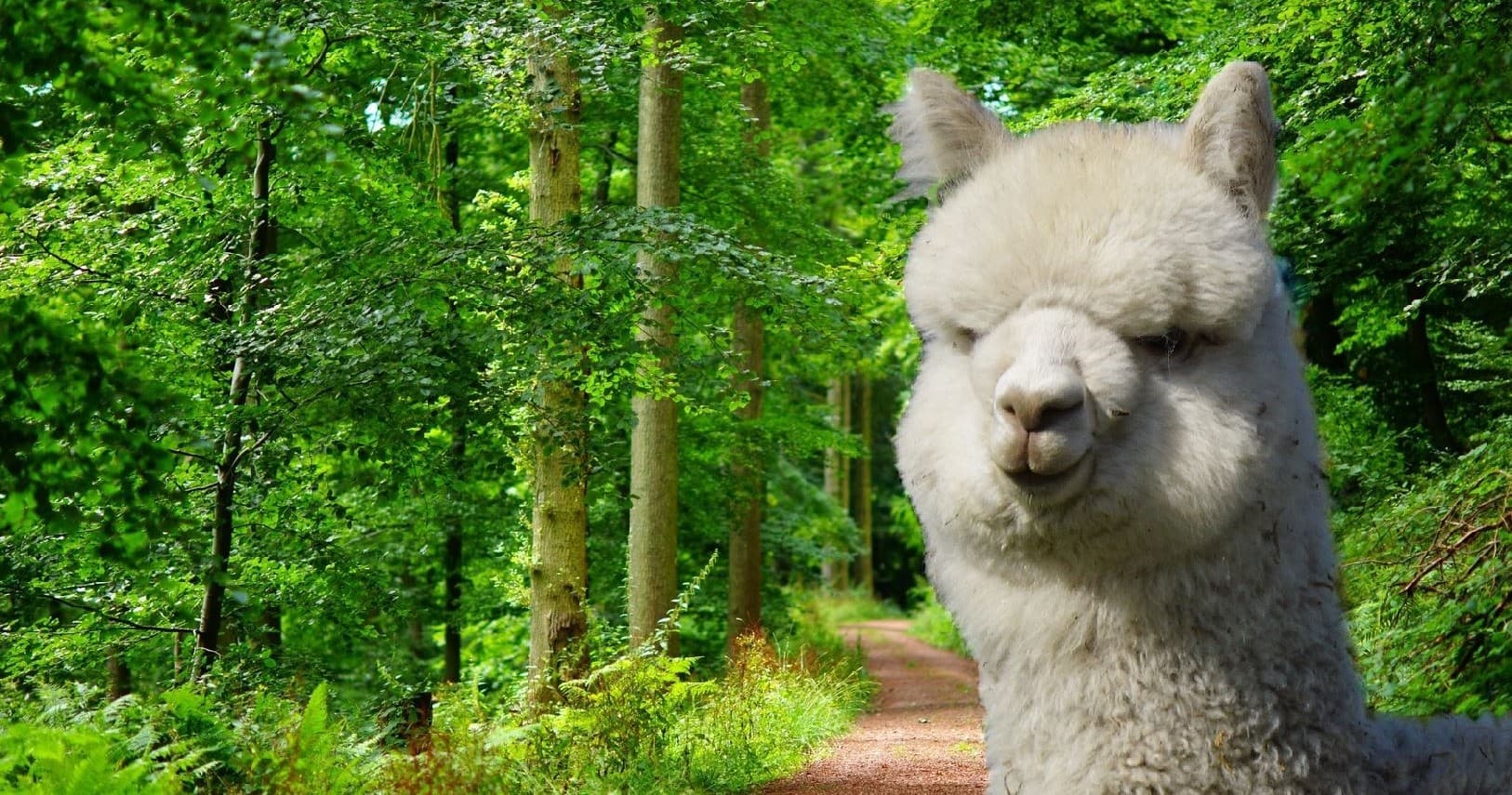 Land Adventures with Alpaka-Trekking at Alpakafarm Schaber