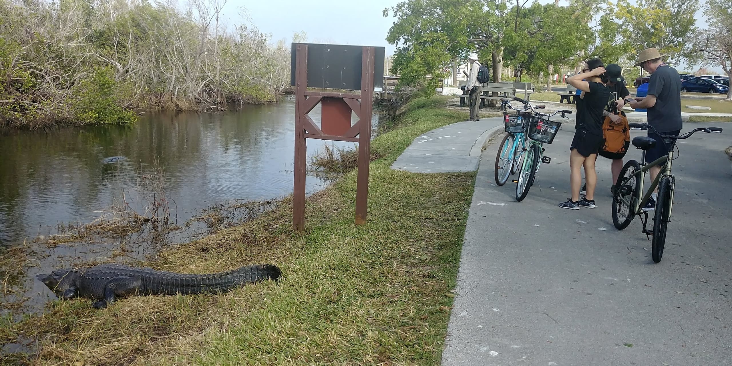 Everglades E-Bike & Airboat: Shark Valley Wildlife Loop from North Miami photo 2