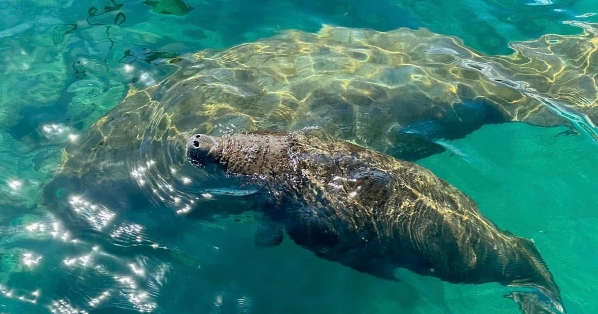 Explore Peanut Island: Guided Paddle Board Tours in Palm Beach County