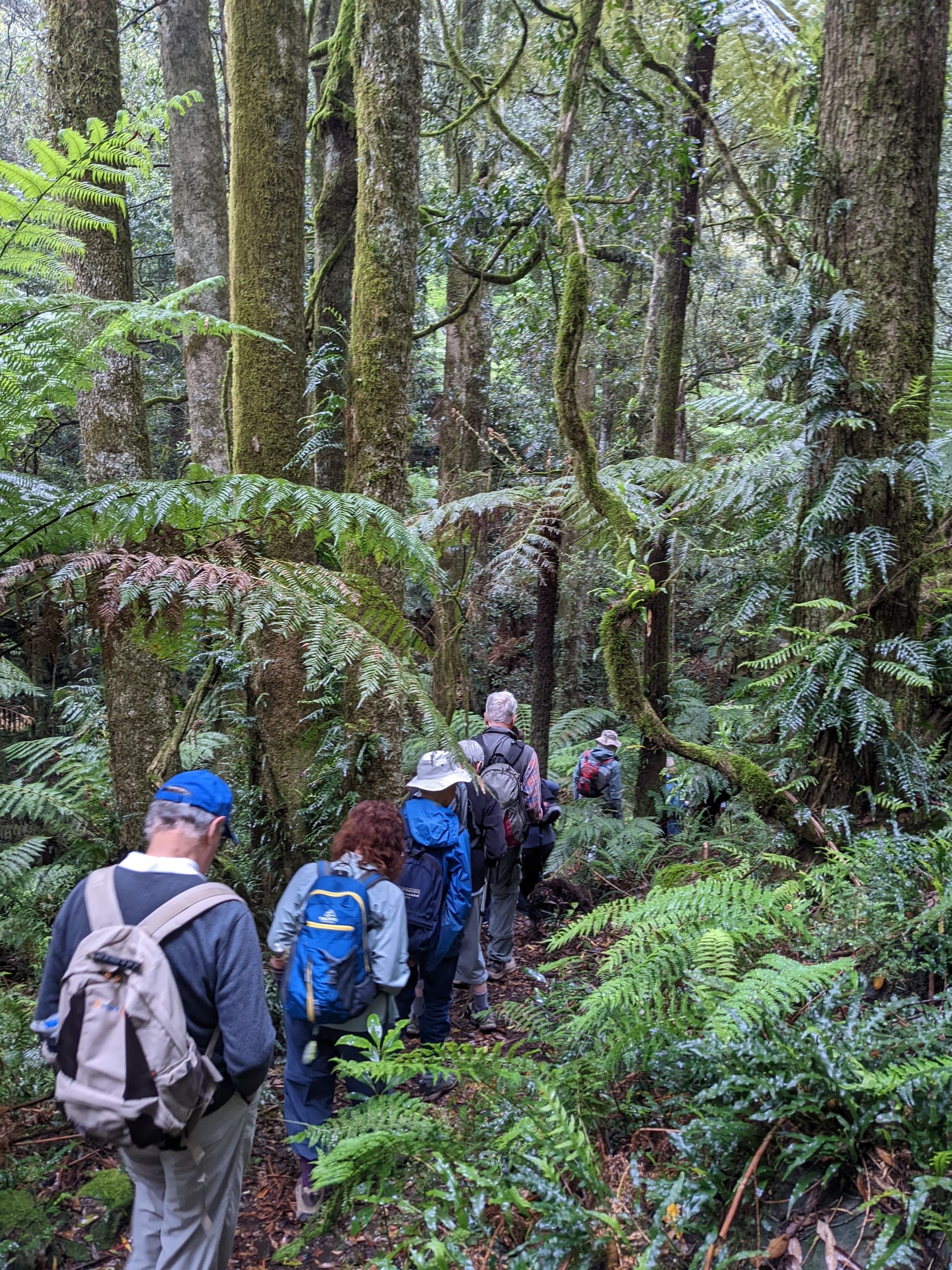 Mt Wilson Highlights Walk & Drive with Wollemi Wanders
