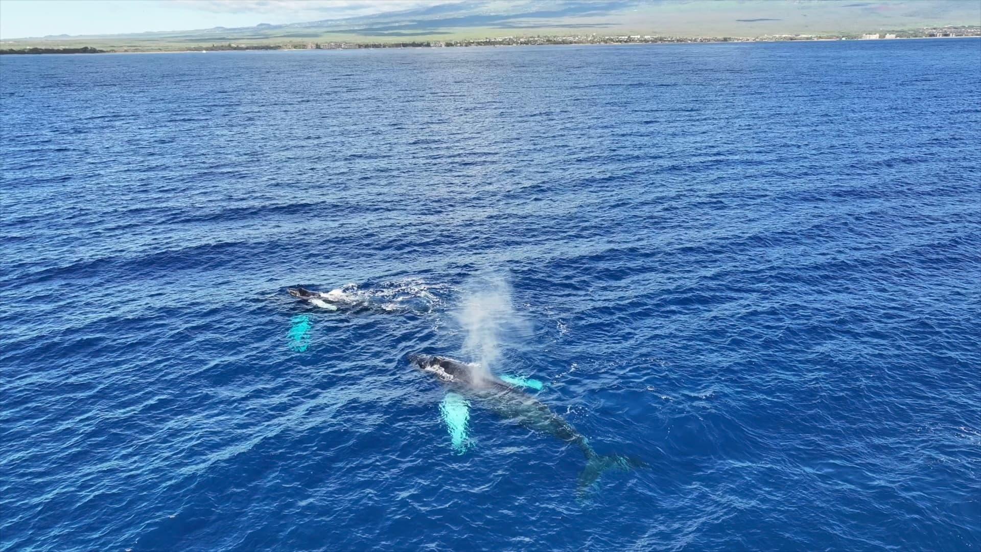 Maui Custom Charters team