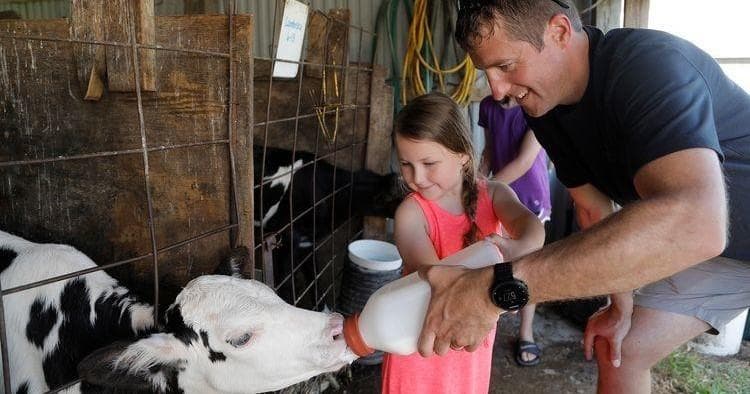 Man and child feeding a calf at a wooden dairy barn stall