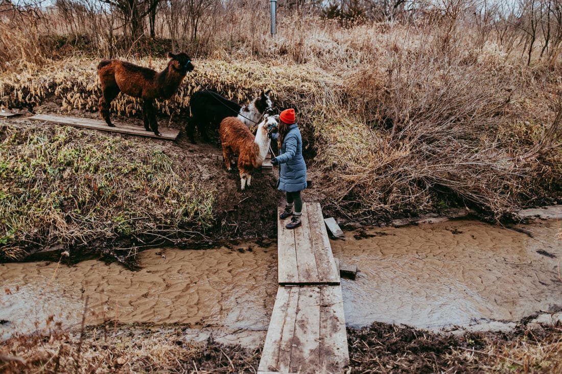 Llama Hikes with Prairie Patch Farm near Cedar Rapids