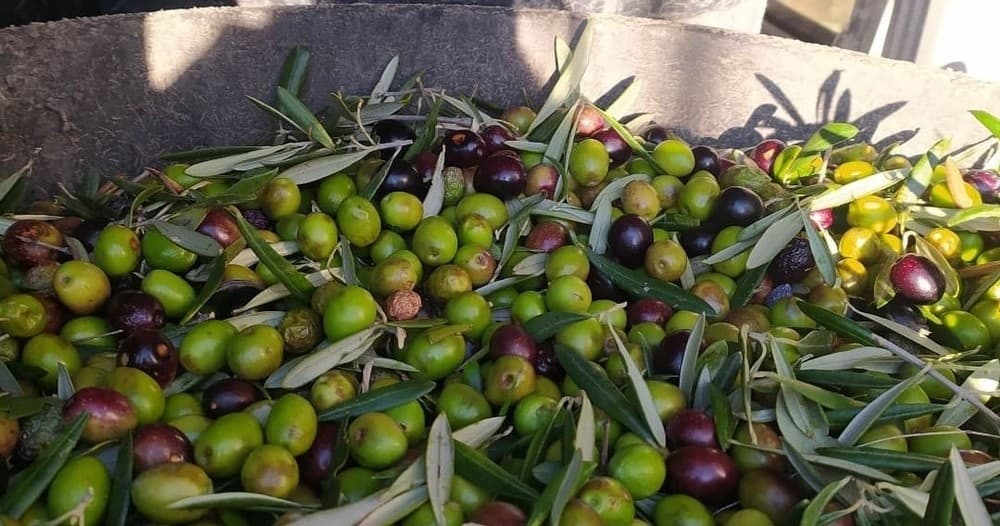 Inside an 18th-Century Olive Mill: Pack Óleo Tour in Villarejo de Salvanés