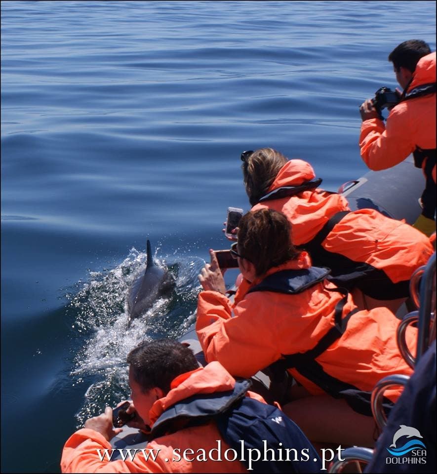 Dolphin Watching with Seadolphins Algarve in Praia da Rocha