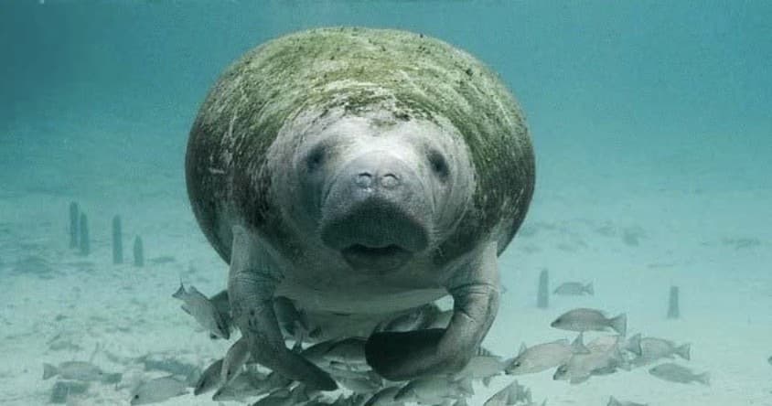 Manatee grazing on seagrass underwater in shallow coastal bay