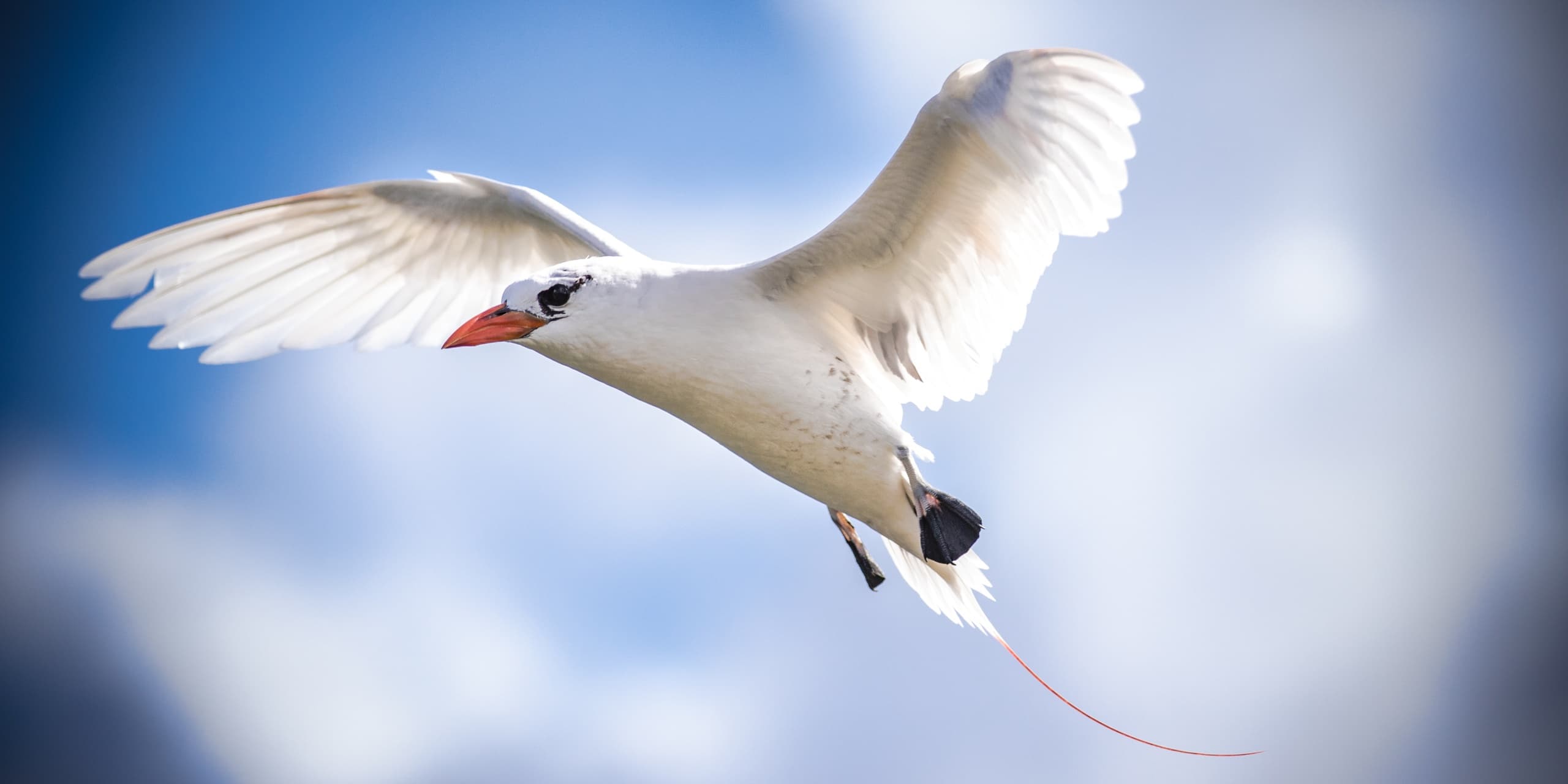 Witness the Springtime Migration of Seabirds on Lord Howe Island’s World Heritage Reef