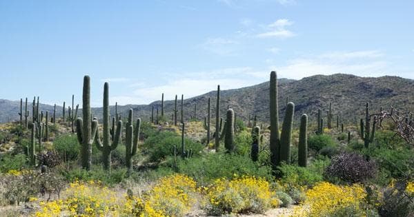 Desert Hiking and Dining Experience in Scottsdale
