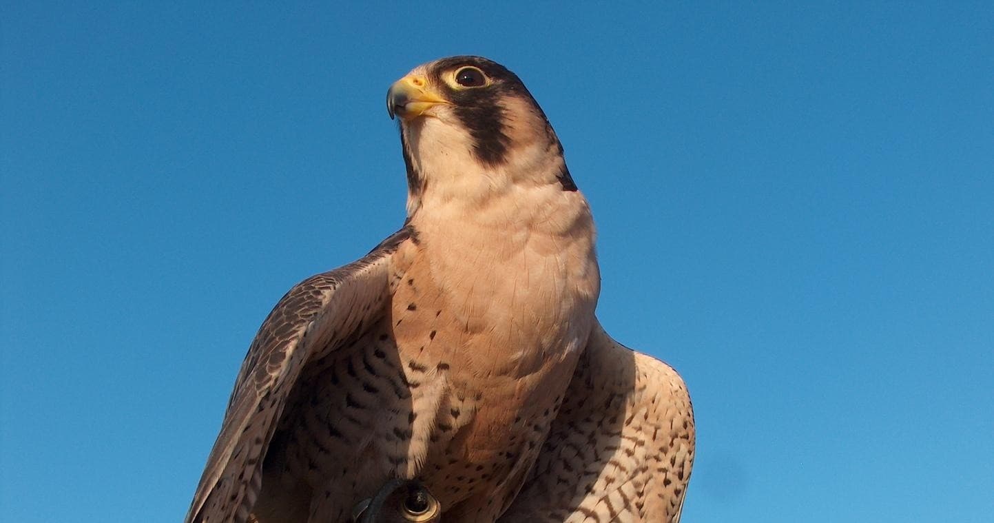 International Falconry Academy team