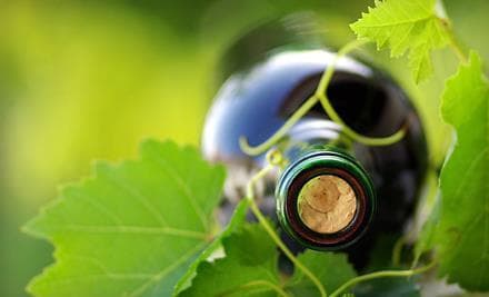 Close-up wine bottle nestled in green vines on winery grounds
