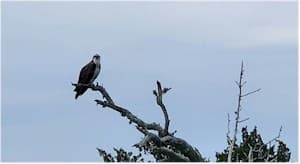 Rachel Carson Reserve Explorer: Private Boat Tour to Wild Horses on the Crystal Coast photo 1