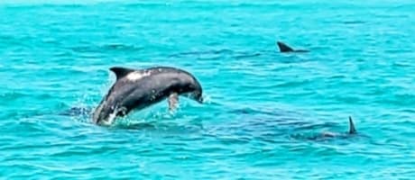 Destin Crab Island Sunset Cruise: Wine, Dolphins & Harbor Lights photo 2
