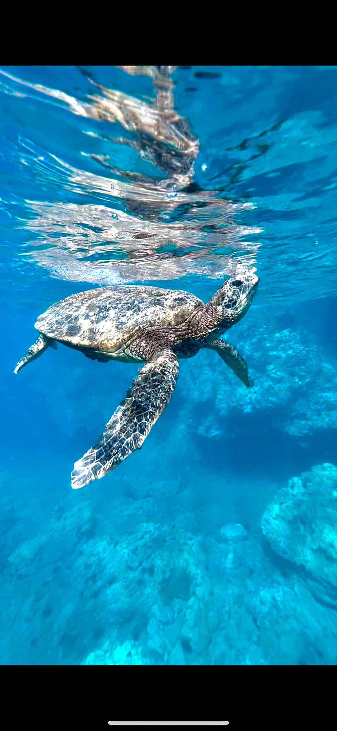 Private Maui Snorkel & Picnic Tour in Kahului