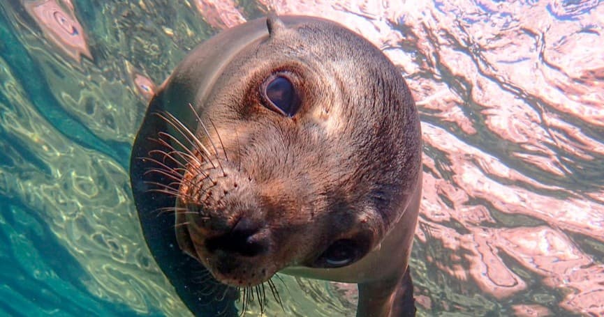 Snorkel with Sea Lions | La Paz Divers Baja California
