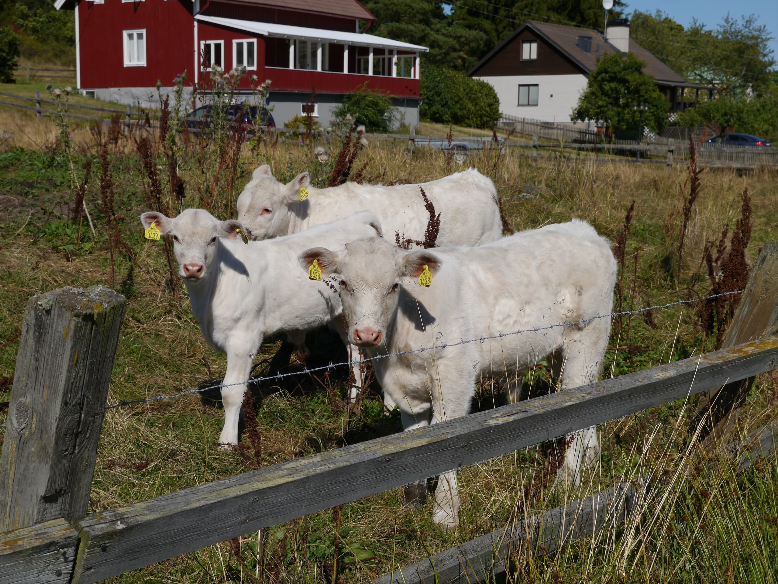 Food & Culture Adventure at Sweden History Tours from Stockholm
