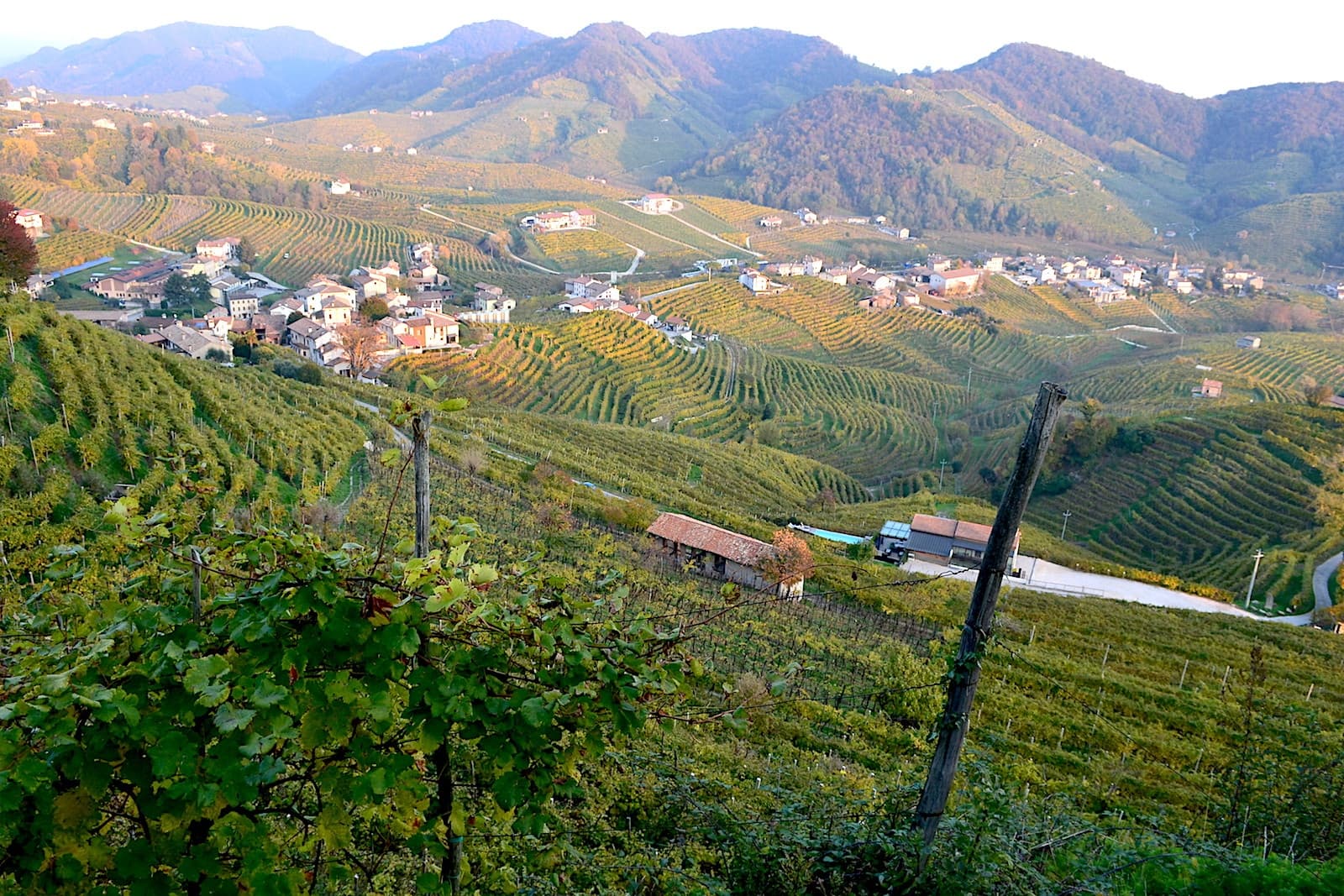 Wine & Landscape Tour with Maria's Cookery Course in Veneto