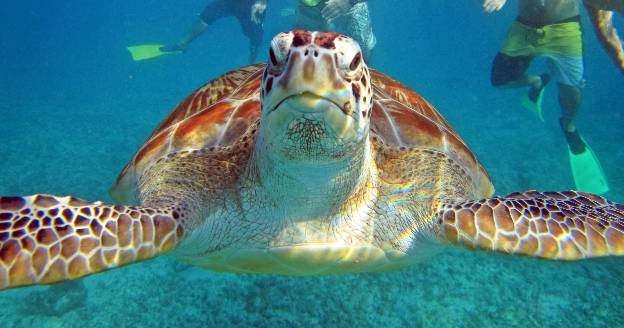 Yucatán Adventure: Cenotes & Snorkel with Viajes Tours Maya