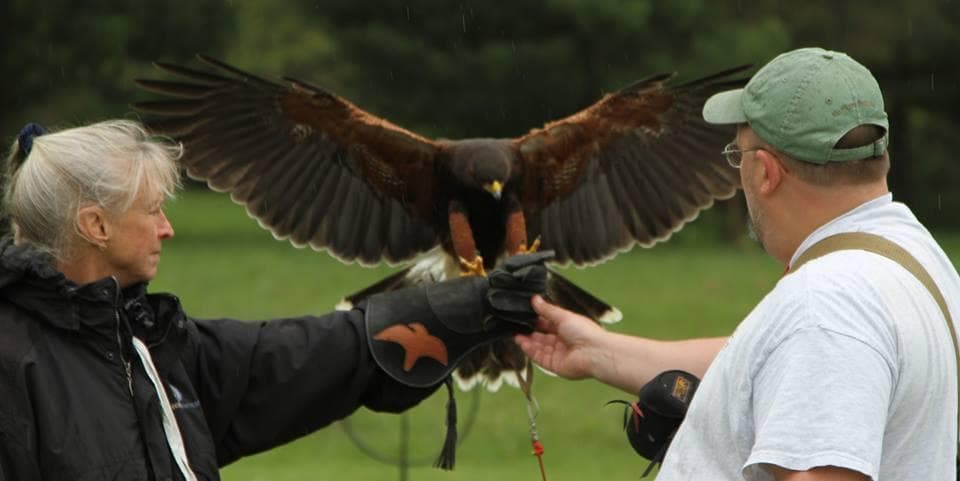 Two handlers exchanging Harris's hawk with wings spread outdoors